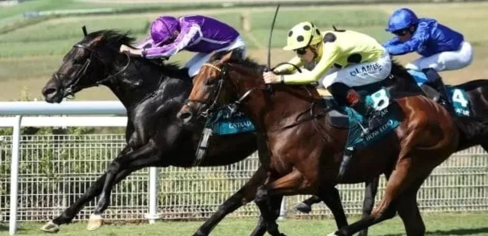 Three horses racing on a turf track